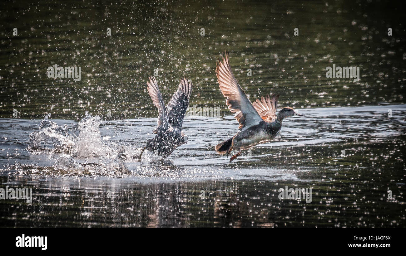 La chasse au canard colvert Foulque d'étang avec beaucoup d'éclaboussures. Banque D'Images