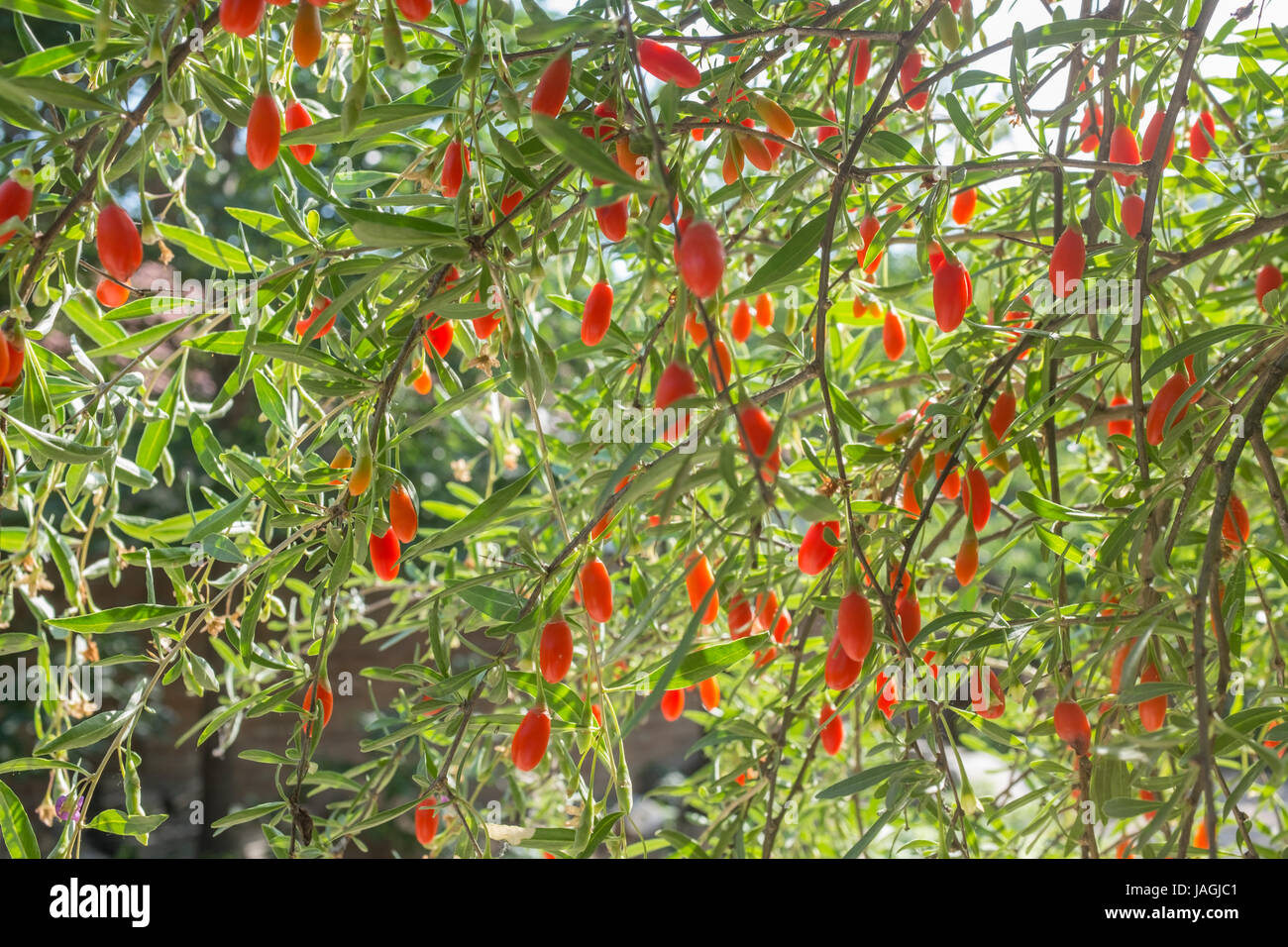 Le Goji Berry tree. La Chine. Banque D'Images