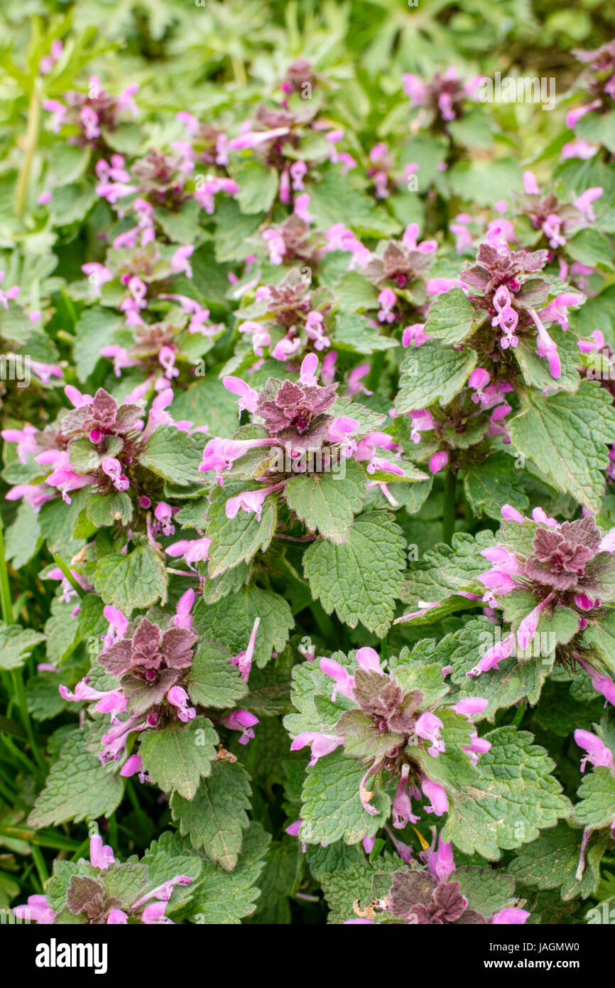 Lamium (dead-orties) Banque D'Images