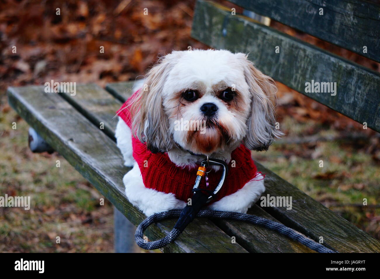 Chien portant sur un banc Banque D'Images