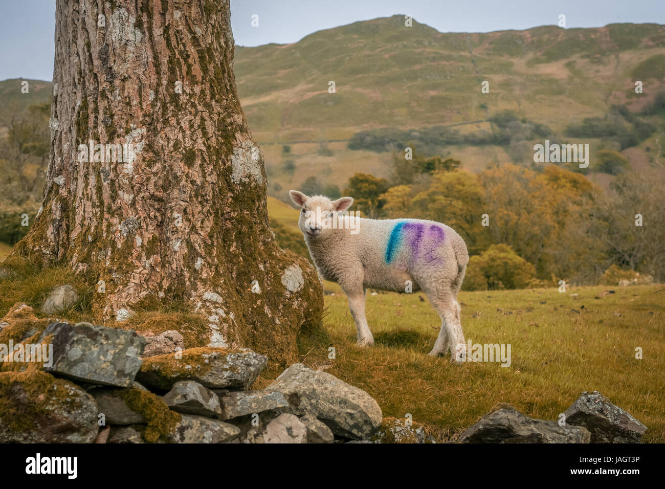 Helvellyn est une montagne dans le Lake District, le point le plus élevé de la gamme Helvellyn. Ses une Wainwright Banque D'Images