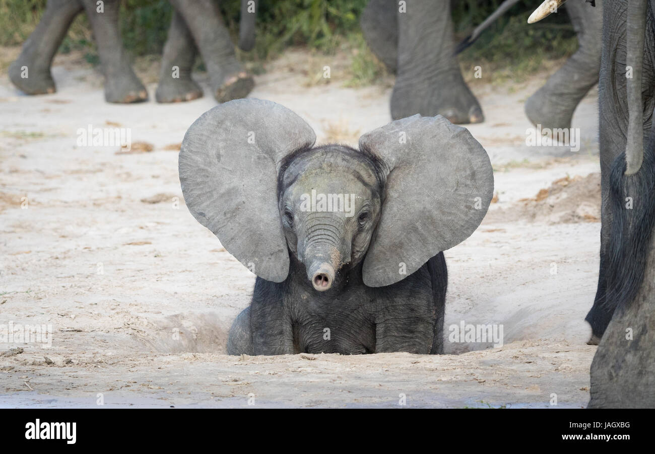 Jeune Bebe Elephant Africain Avec Les Oreilles Et Le Haut Du Tronc Savuti Domaine Du Parc National De Chobe Au Botswana Photo Stock Alamy