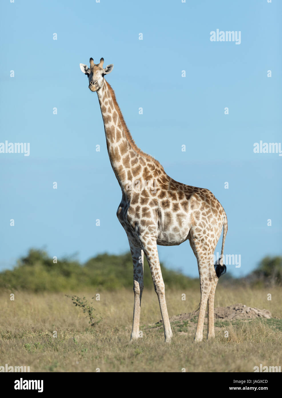 Femme girafe dans le sud de la région de Savuti Parc National de Chobe au Botswana Banque D'Images