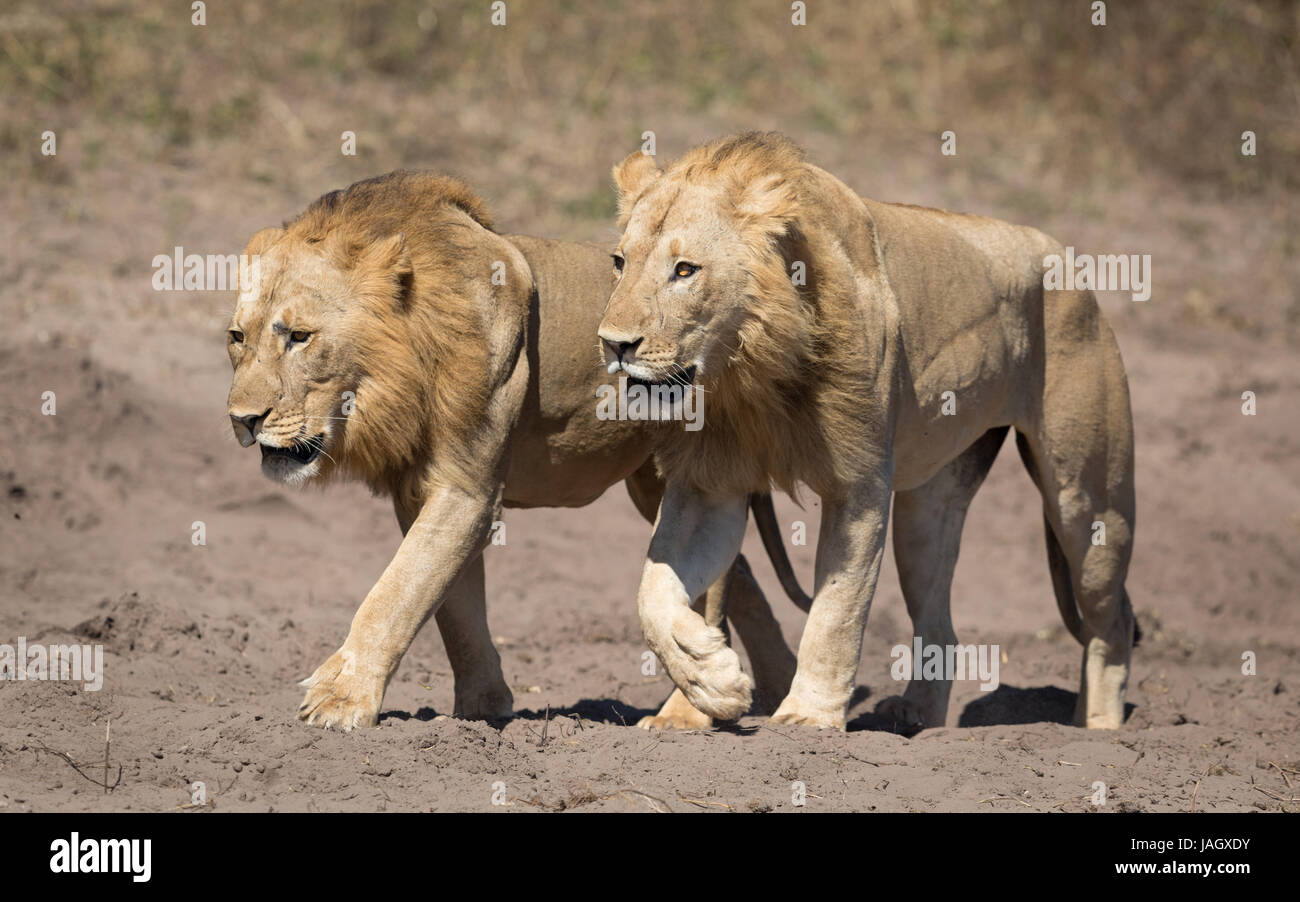 Deux Lions africains masculins marcher ensemble dans le Parc National de Chobe au Botswana Banque D'Images