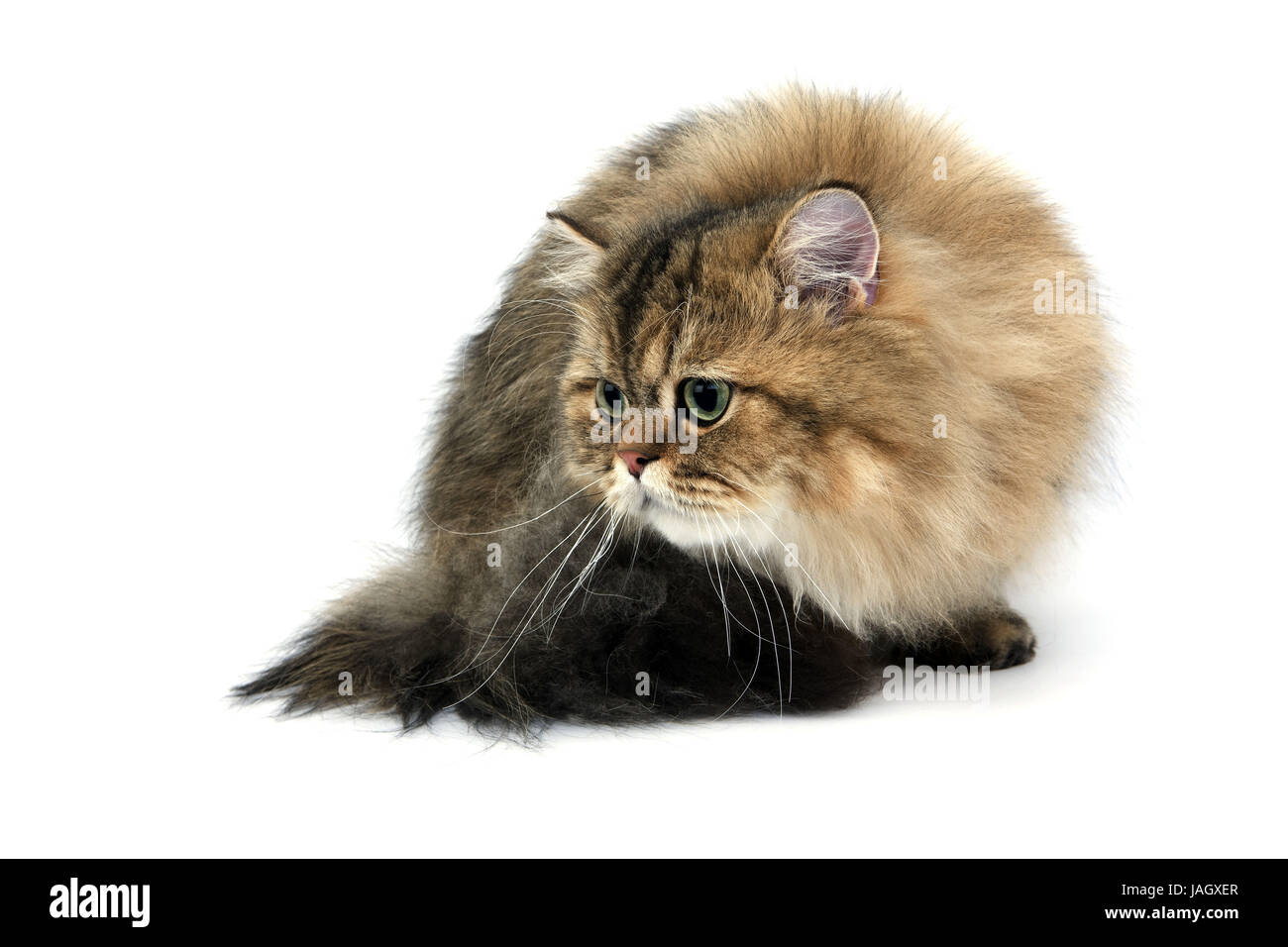 Le chat Persan Golden brown,studio,fond blanc, Banque D'Images