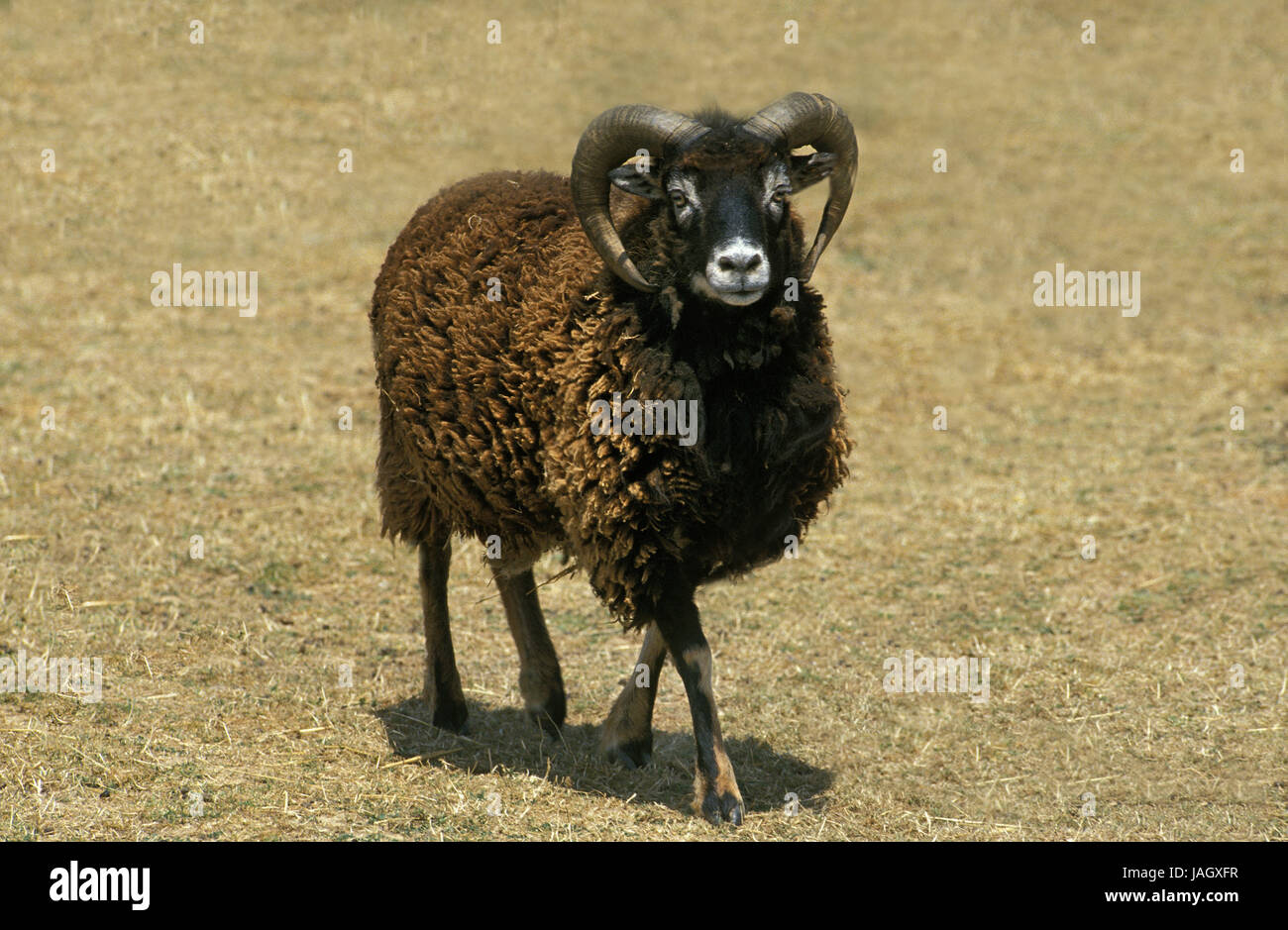 Moutons Soay écossais,course,Schafbock, Banque D'Images