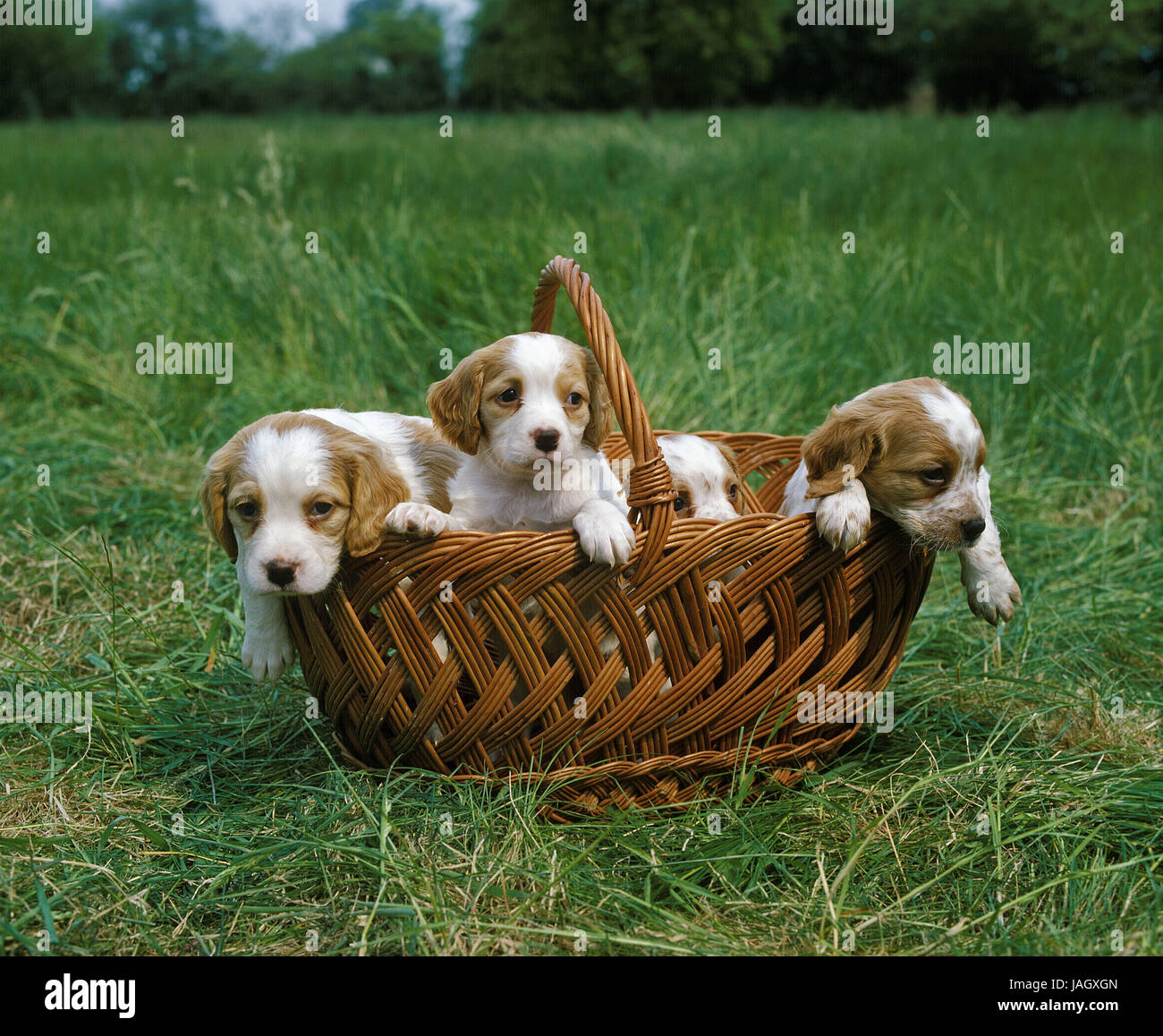 Epagneul Breton chiot Épagneul Breton,ou,panier Photo Stock - Alamy