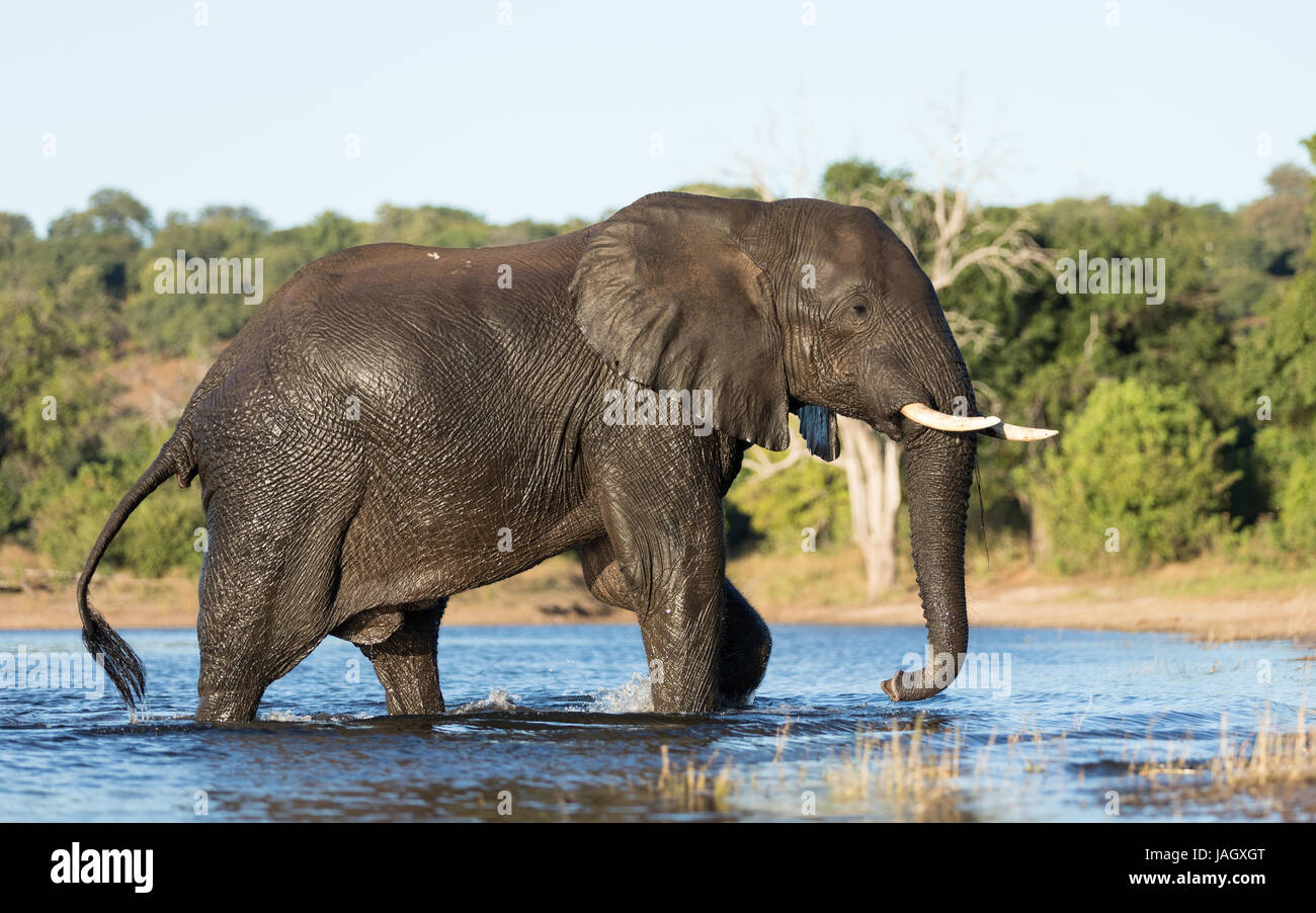 L'éléphant de taureau africain marchant dans la rivière Chobe, Botswana Banque D'Images