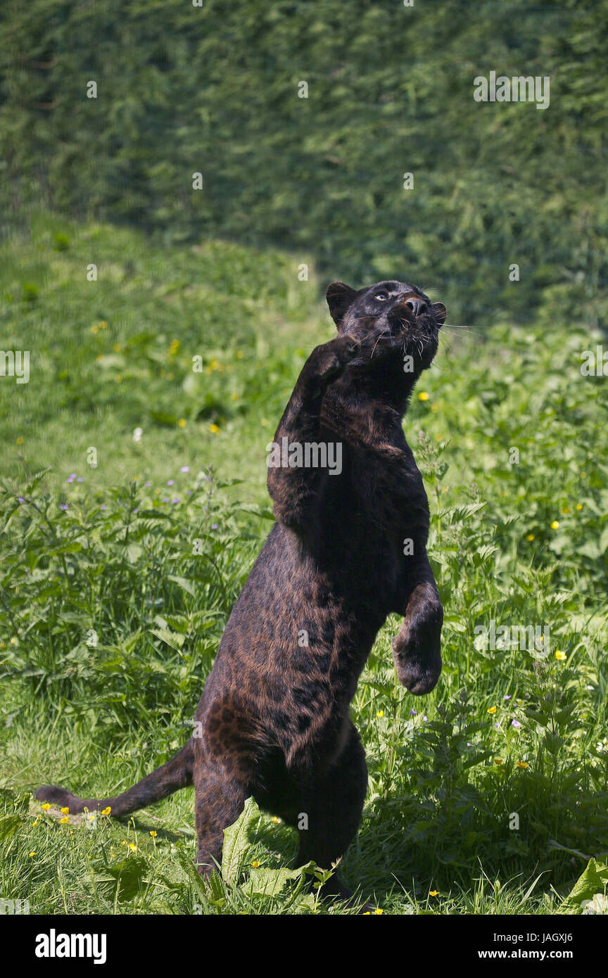 Leopard noir ou noir,panther Panthera pardus,aller chasser,stand,jambes de derrière, Banque D'Images