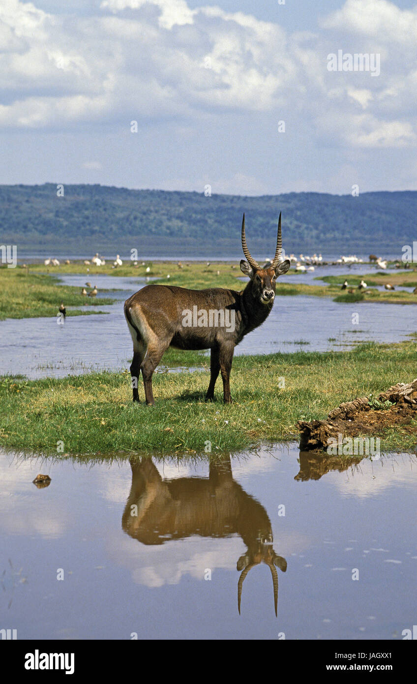 Defassa-eau cheval de saut,Kobus ellipsiprymnus defassa,petits hommes,stand,marsh, Kenya, Banque D'Images