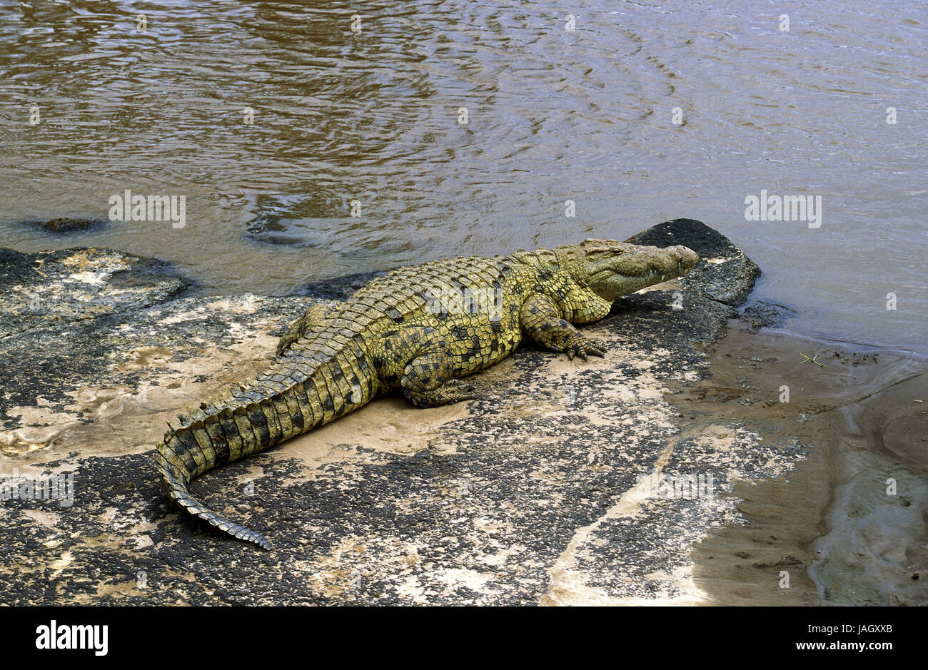 Le crocodile du Nil, Crocodylus niloticus adultes,animal,Mara River,Parc de Masai Mara, Kenya, Banque D'Images