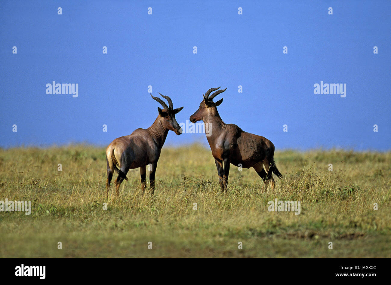 Antilope Lyre,Damaliscus korrigum,animaux adultes,Parc de Masai Mara, Kenya, Banque D'Images