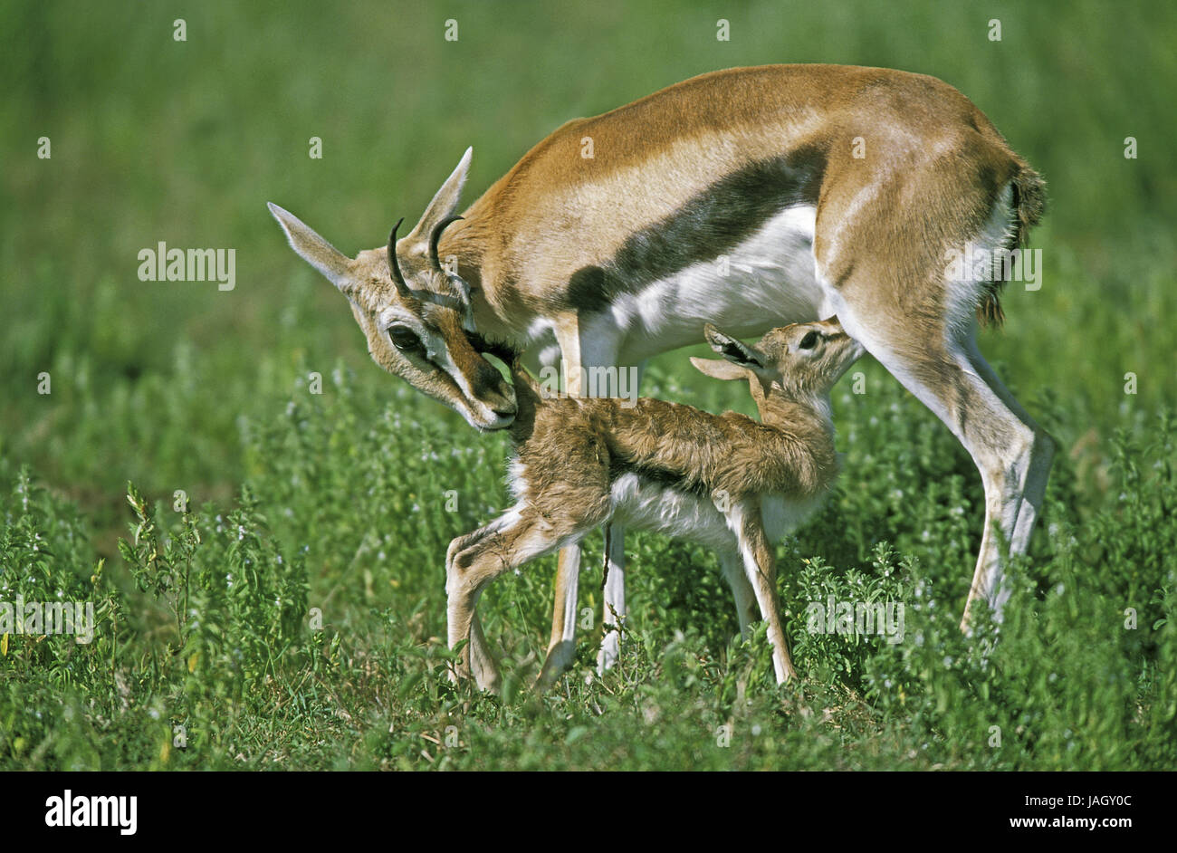 Gazelle de Thomson, Eudorcas thomsoni Gazella thomsoni précoce,mère,animal,Animaux,les jeunes nés de nouveau,sucer,Parc de Masai Mara, Kenya, Banque D'Images