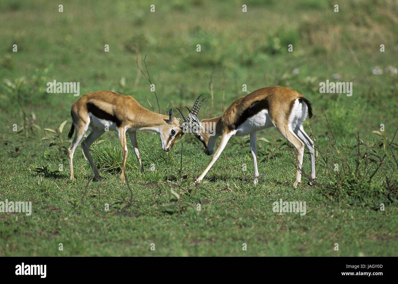 Gazelle de Thomson, Eudorcas thomsoni Gazella thomsoni précoce,hommes,petit,lutte,Parc de Masai Mara, Kenya, Banque D'Images