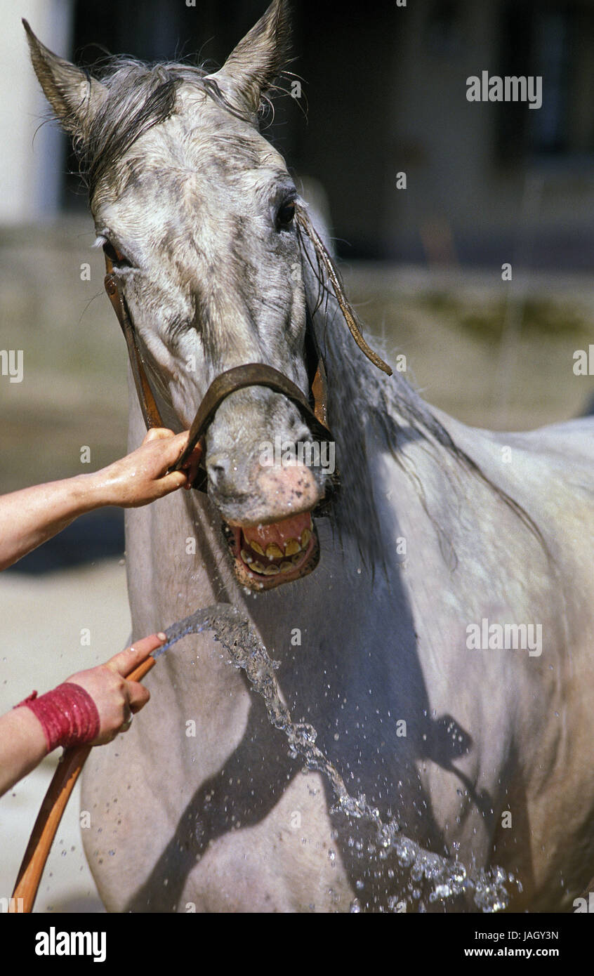 Laver,femme,cheval, Banque D'Images