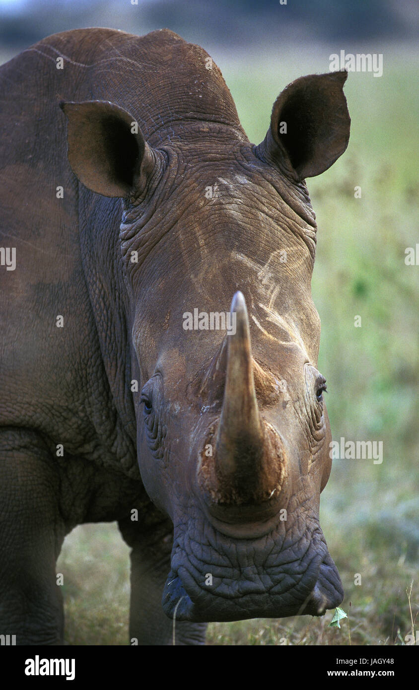 Bouche large rhinoceros,Ceratotherium simum,portrait,animal,adultes, Afrique du Sud Banque D'Images