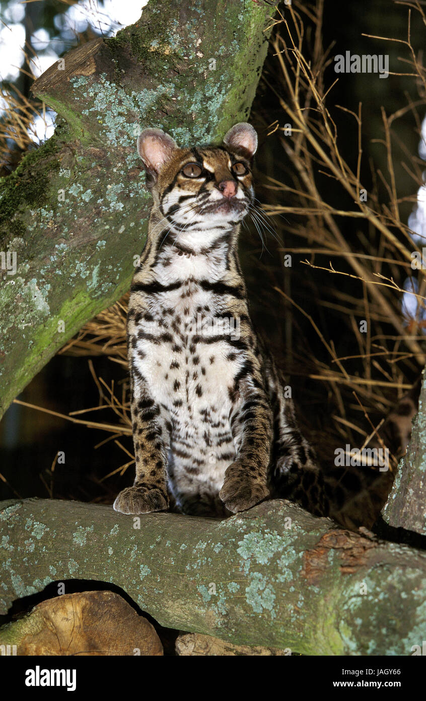 Longue queue Leopardus wiedi,chat,animal,adultes,assis, direction générale Banque D'Images