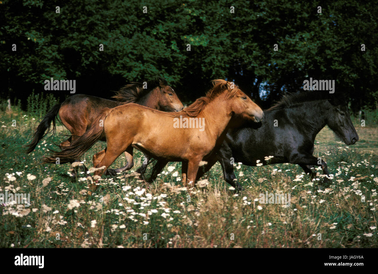 Islande chevaux,porte,galop,pré, Banque D'Images