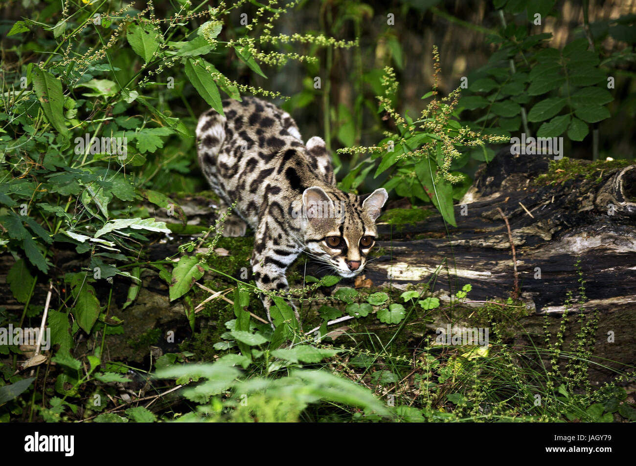 Longue queue Leopardus wiedi,chat,animal adulte, Banque D'Images