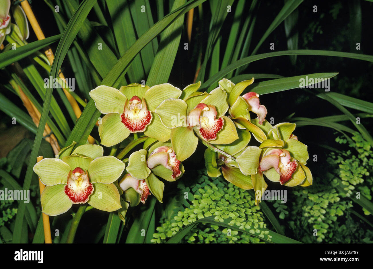 Orchidée Cymbidium,spec.,Kahn, lèvre Banque D'Images