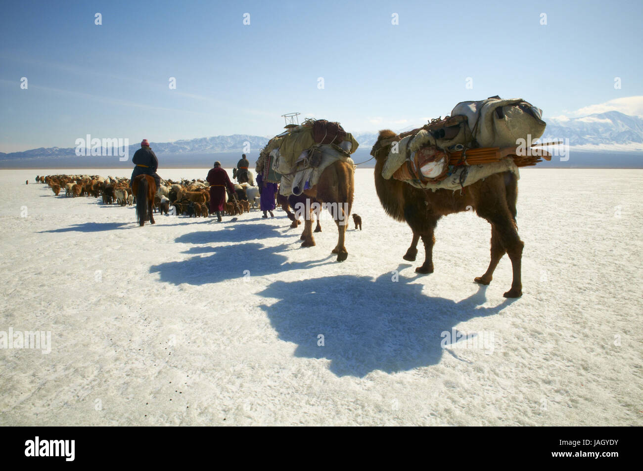 La Mongolie,province Khovd, NOMAD, troupeau de bétail, des chameaux,randonnée,hiver,de steppe, Banque D'Images