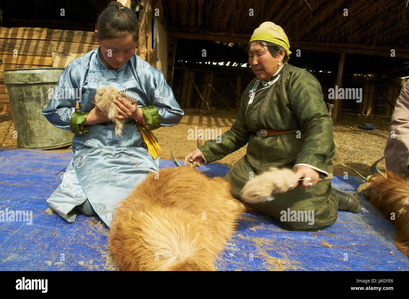 La Mongolie, province de l'Arkhangai nomad,cachemire,chèvres,laine,sabot,poils de chèvre de Cachemire,, Banque D'Images