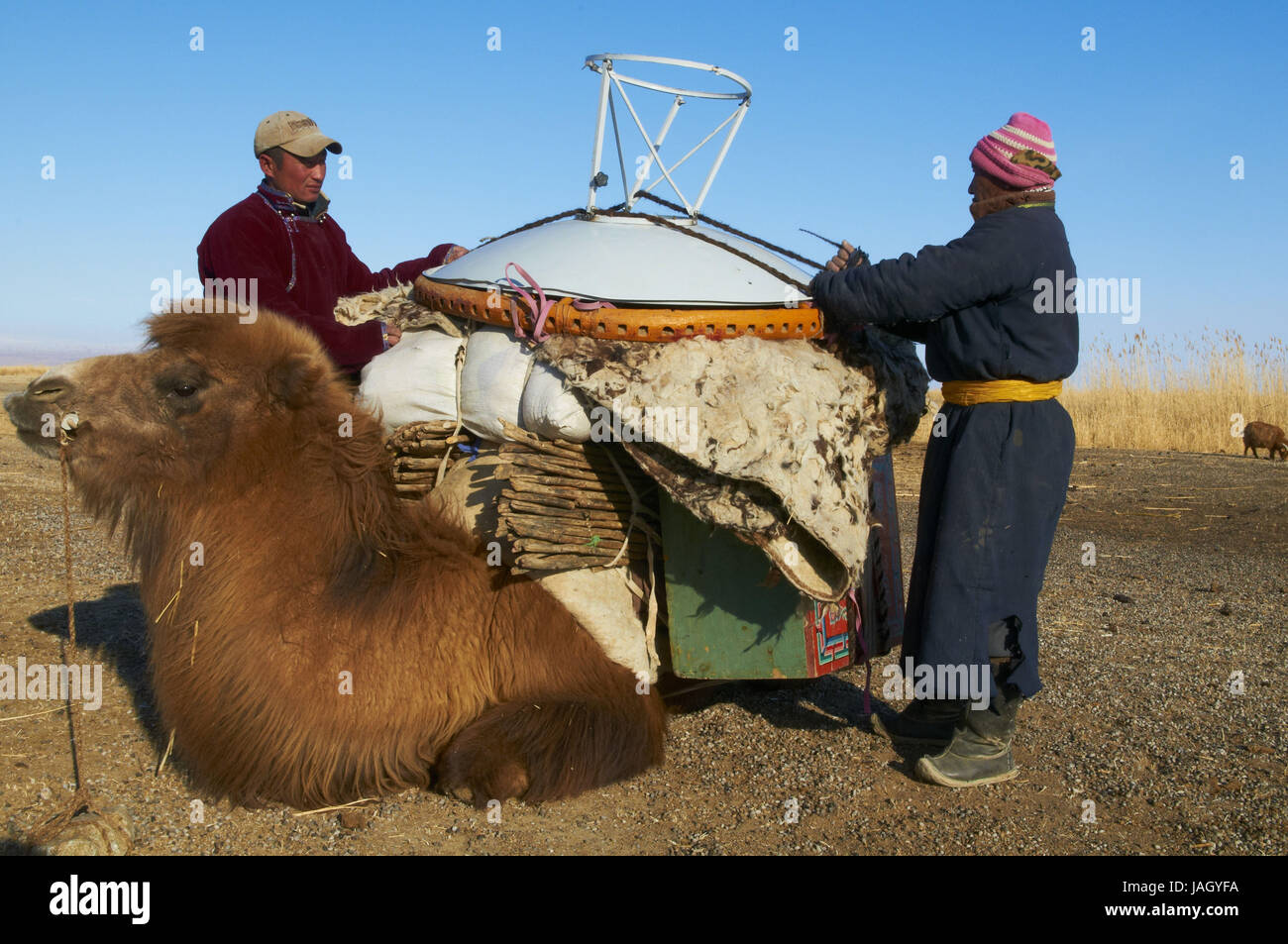 La Mongolie,province Khovd,charge nomade steppe,chameau,l'hiver, Banque D'Images