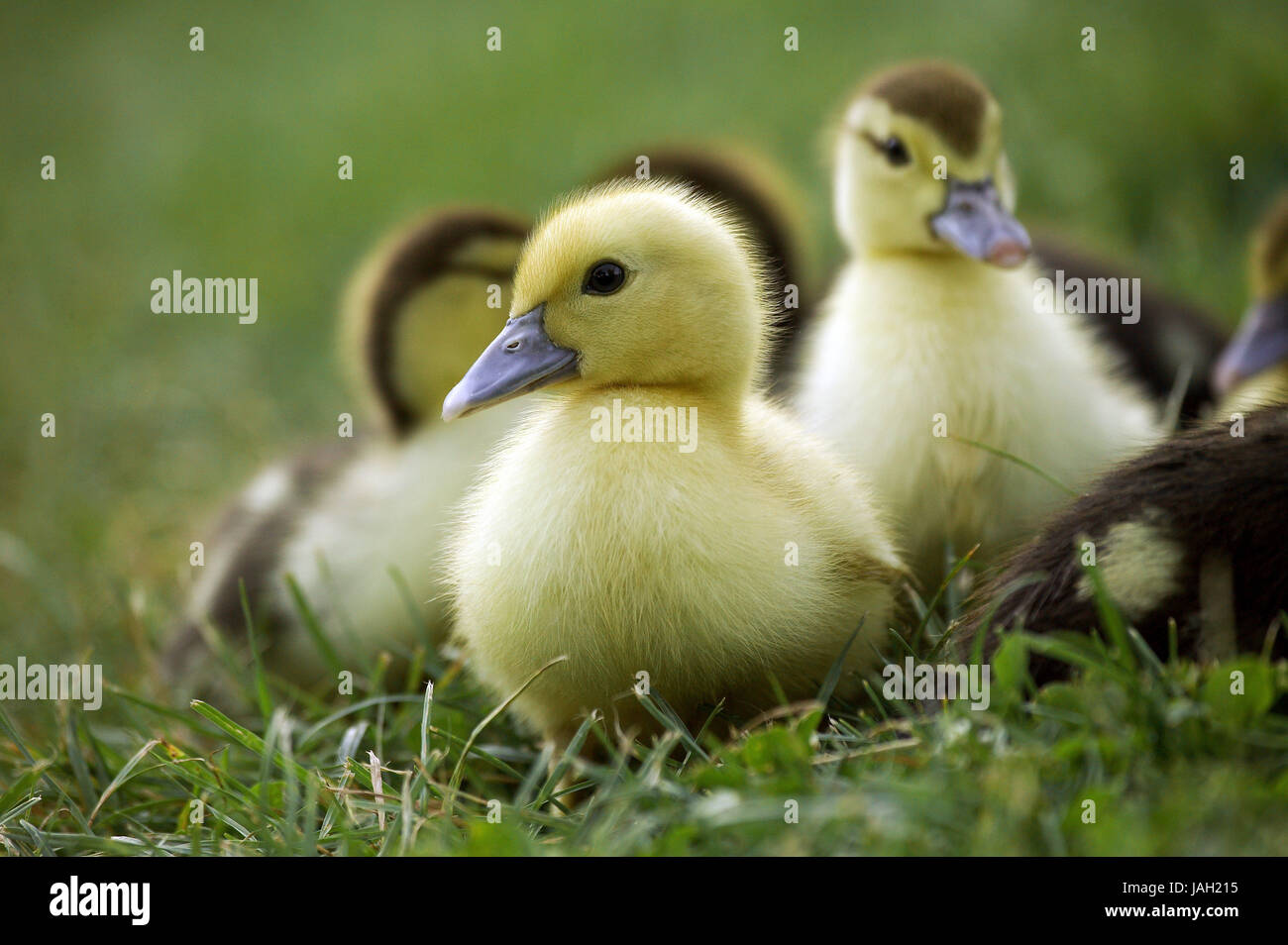 Canard musqué Cairina moschata,poussins,Normandie,, Banque D'Images