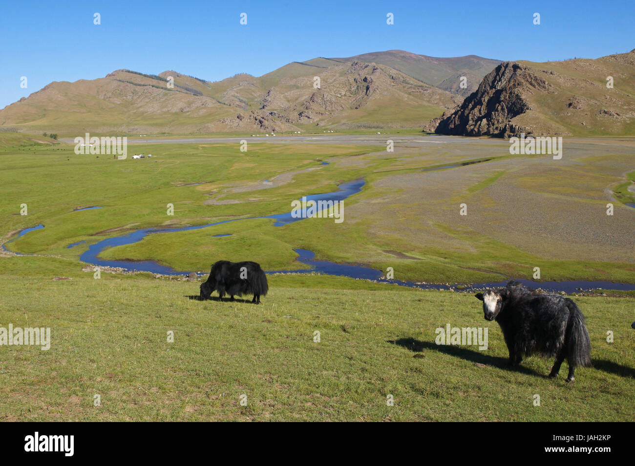La Mongolie, l'Asie centrale,province historique Övörkhangaï,vallée de l'Orkhon,UNESCO World Heritage,steppe mongole,yak, Banque D'Images