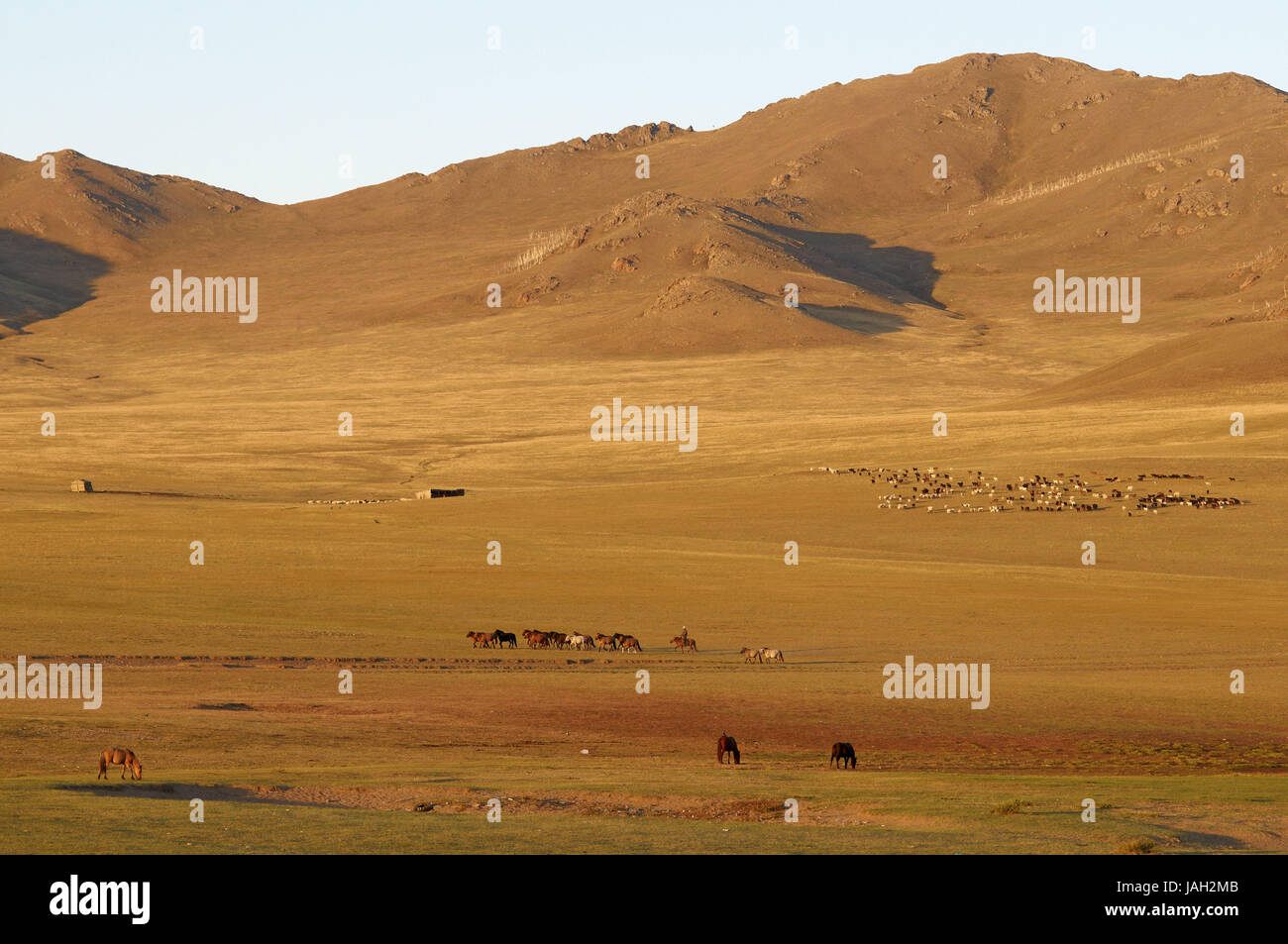 La Mongolie, l'Asie centrale,paysage,Övörkhangaï province,chevaux et troupeau de moutons, Banque D'Images