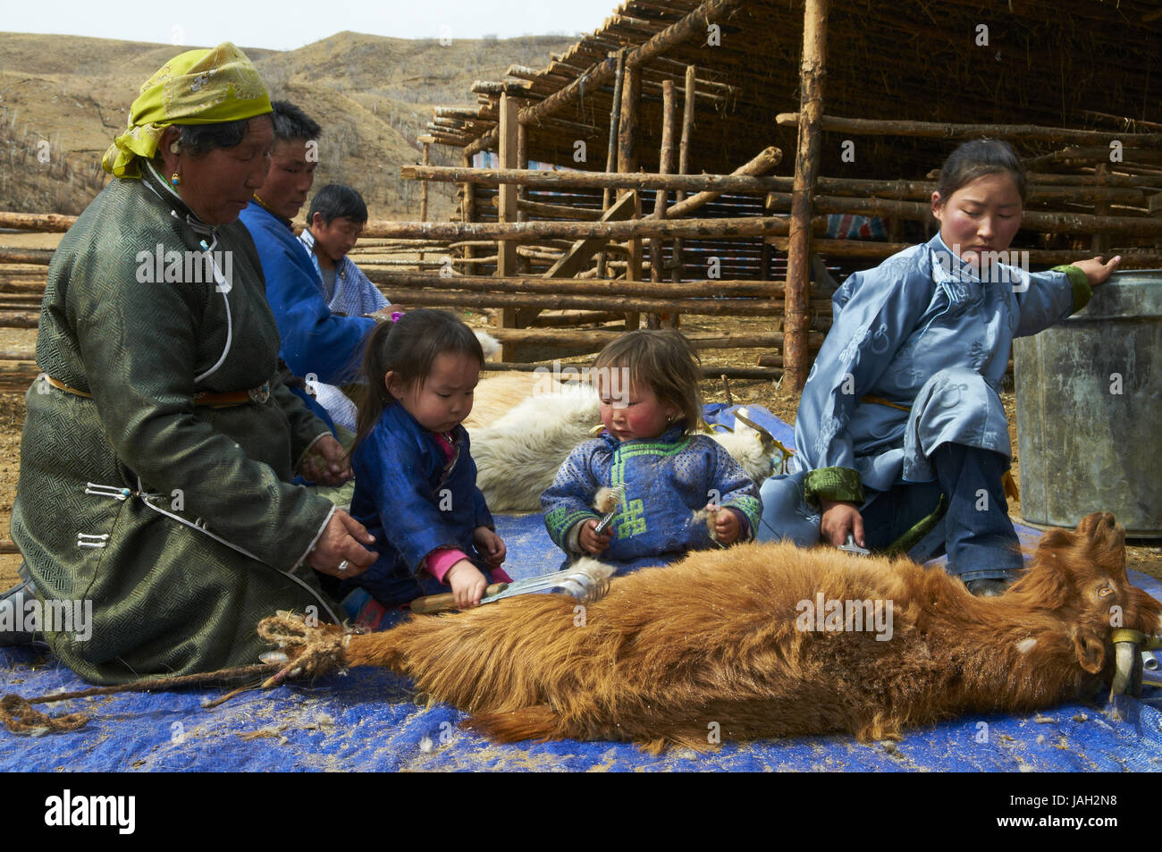 La Mongolie, province de l'Arkhangai nomad,cachemire,chèvres,laine,sabot,poils de chèvre de Cachemire,, Banque D'Images