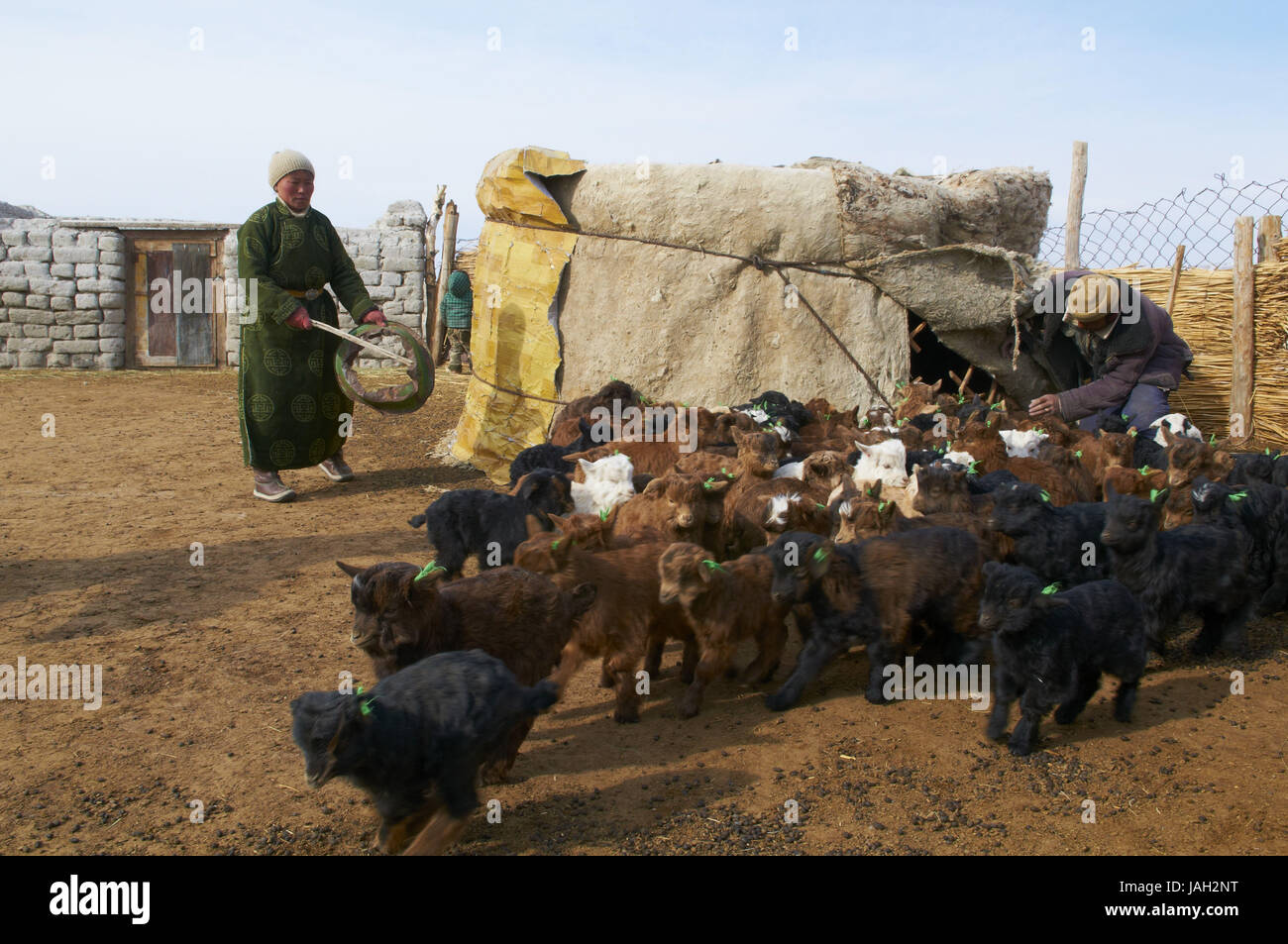 La Mongolie, steppe,province Khovd,hiver,vie nomade,support,chèvre,nomade se concentre, Banque D'Images