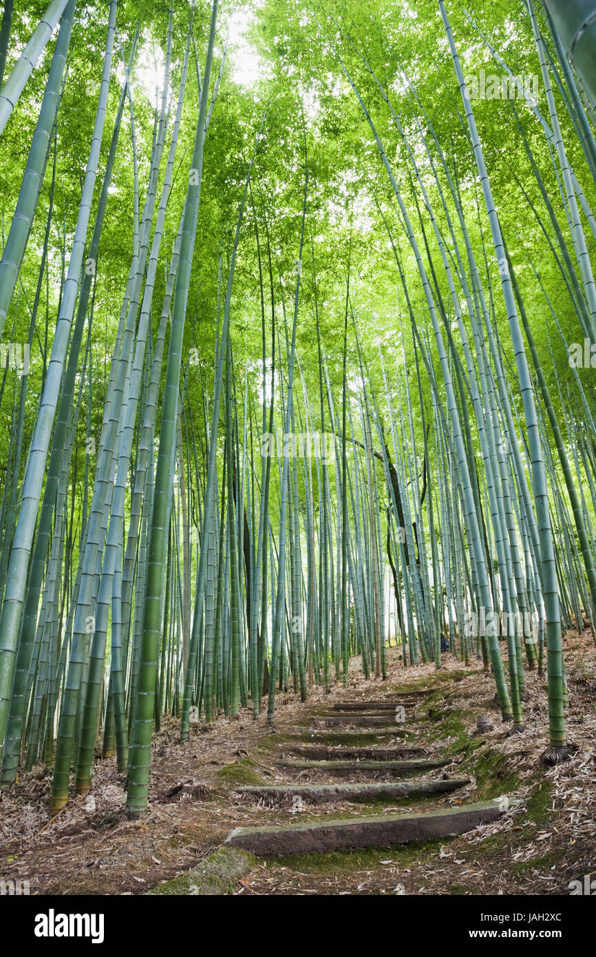 Japon Kyoto Arashiyama,,,Adashino Nenbutsu-ji,bois de bambou,way,escaliers, Banque D'Images