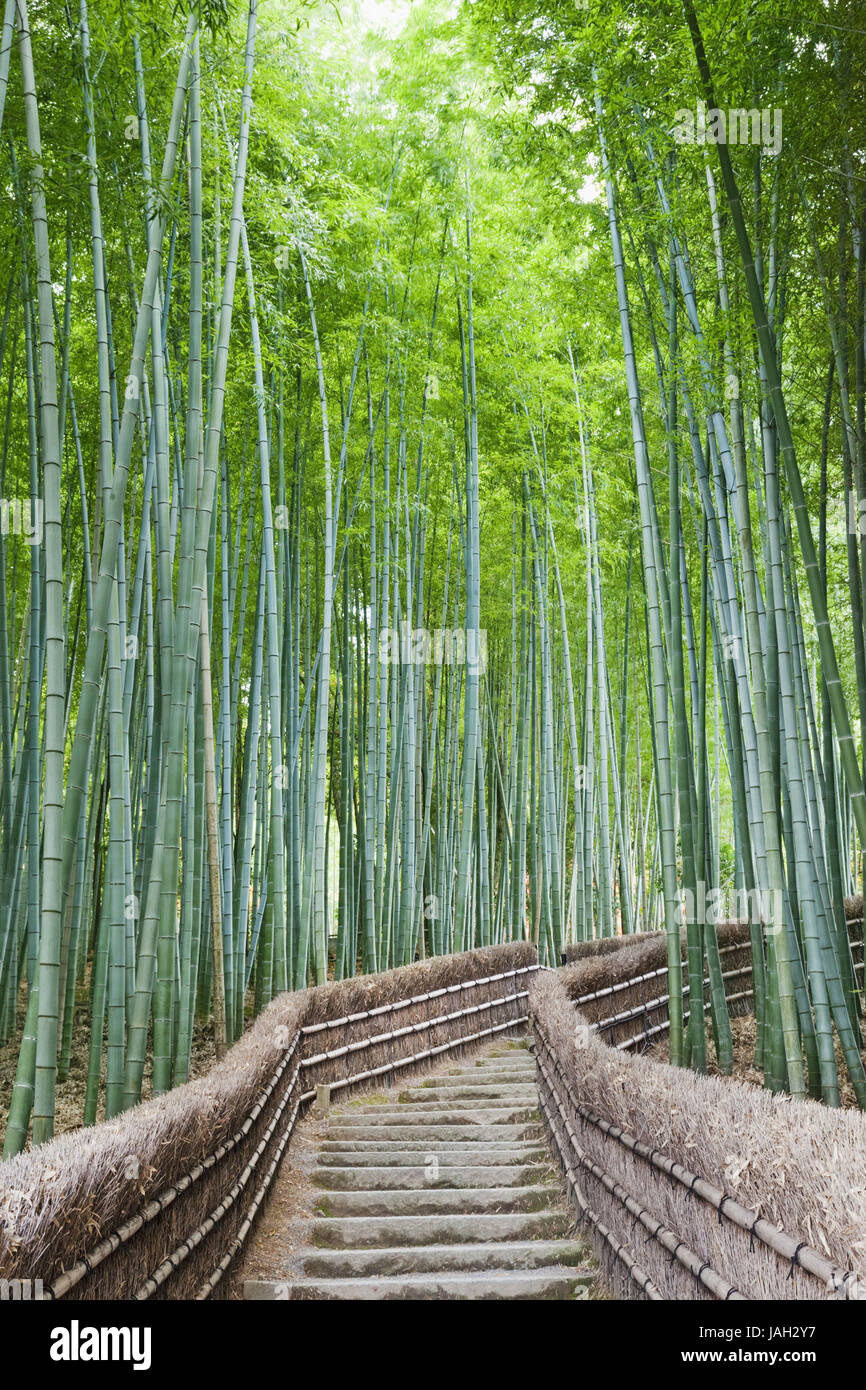 Japon Kyoto Arashiyama,,,Adashino Nenbutsu-ji,bois de bambou,way,escaliers, Banque D'Images