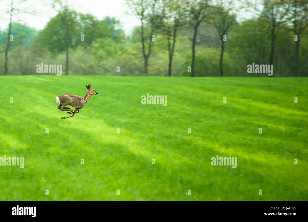 Deer tournant sur un champ dans la journée Banque D'Images