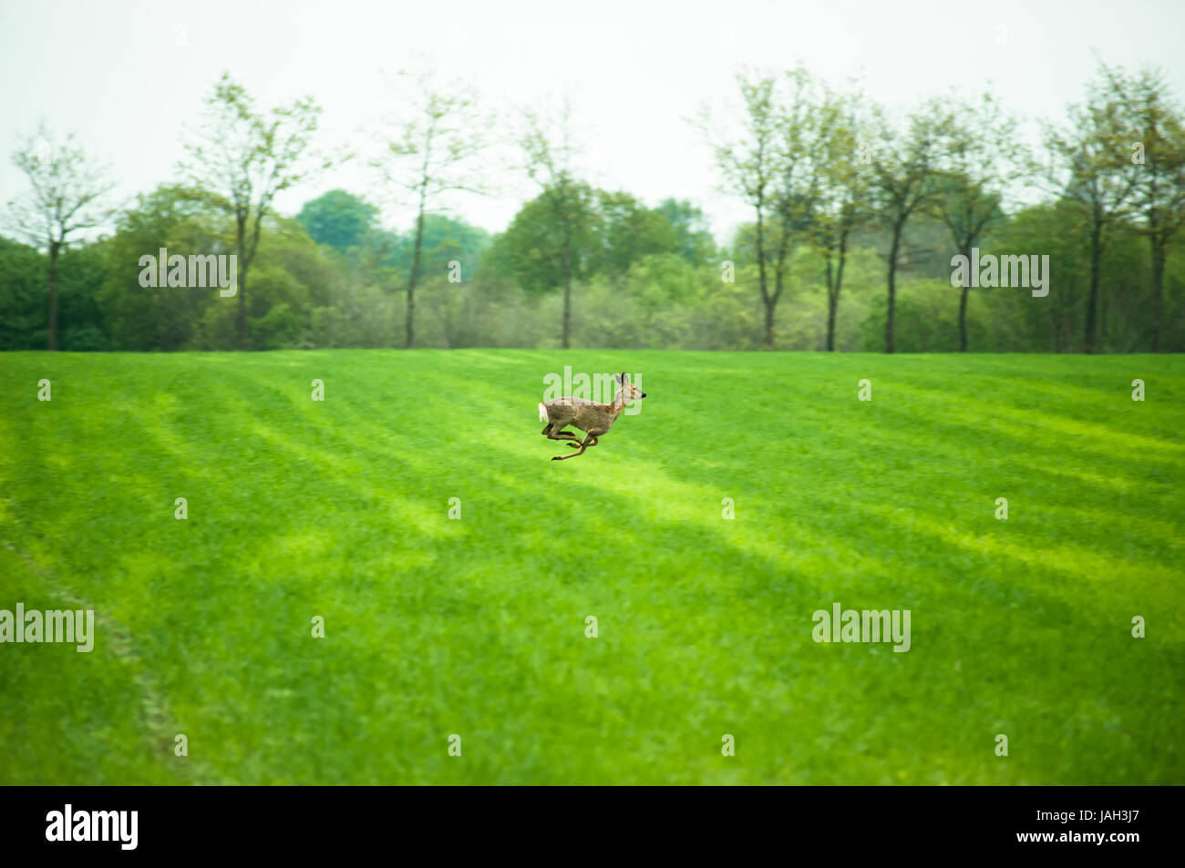 Deer tournant sur un champ dans la journée Banque D'Images