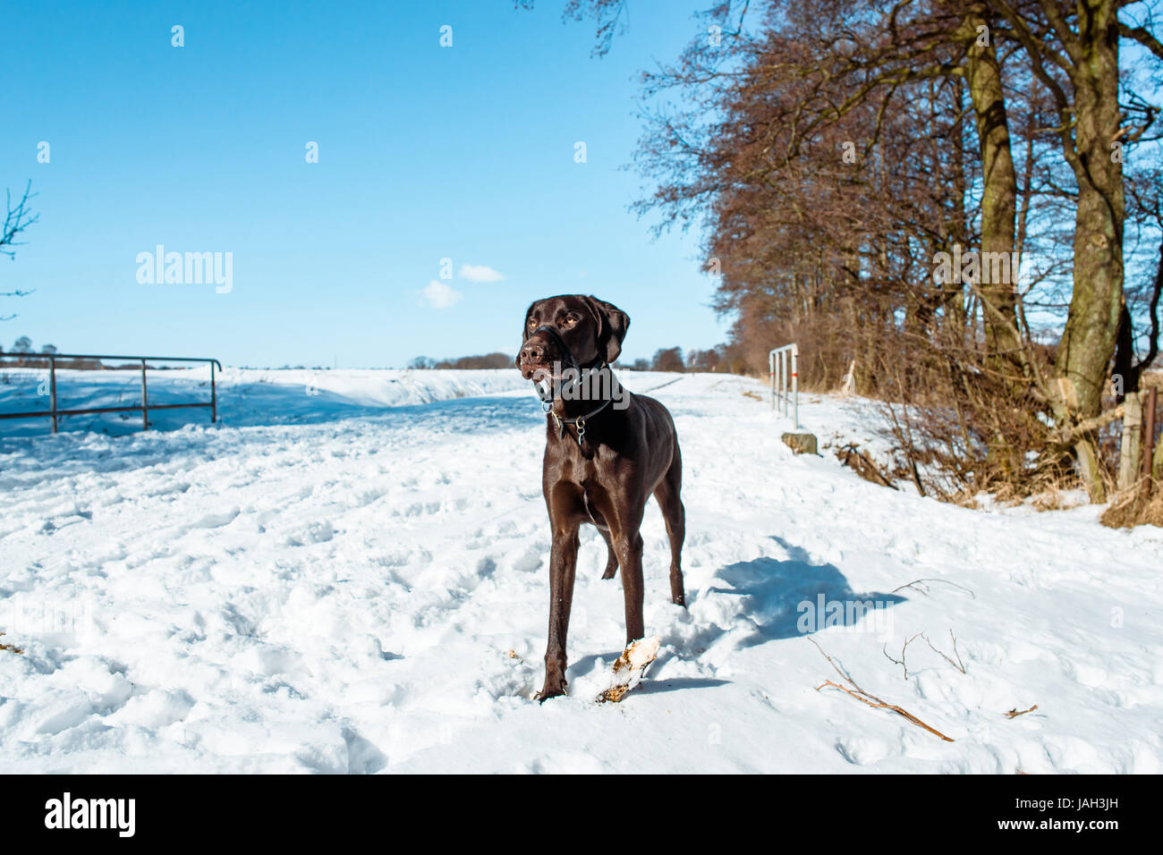 Chien dans paysage d'hiver couverte de neige Banque D'Images