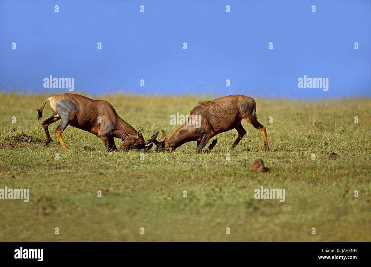Antilope Lyre,Damaliscus korrigum,petits hommes,lutte,Parc de Masai Mara, Kenya, Banque D'Images