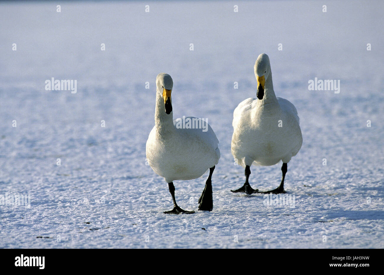 Chanson,swan Cygnus cygnus,couple,courir,a gelé,lac, Hokkaido, Japon, Islande Banque D'Images