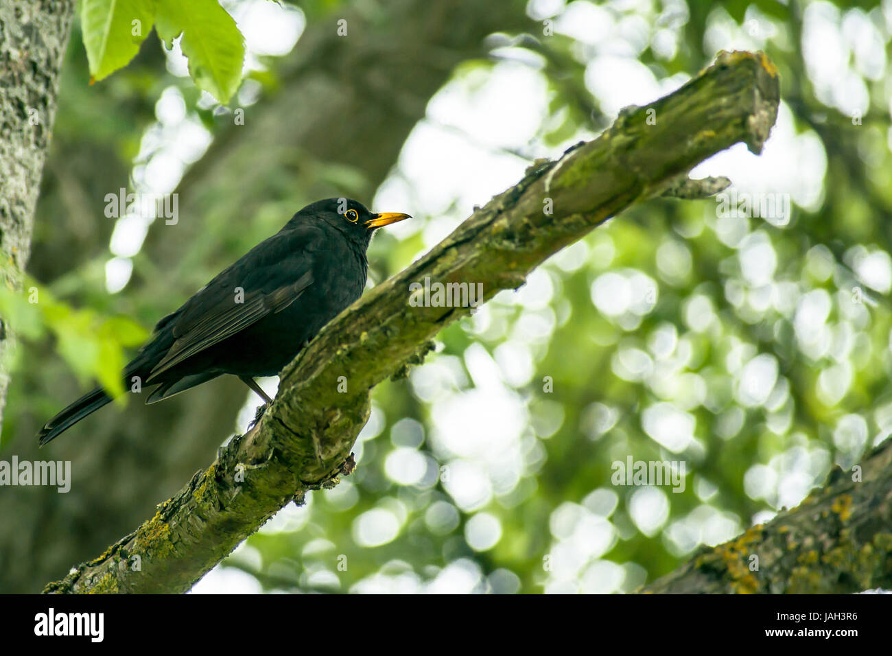 Close-up of a blackbird dans un arbre Banque D'Images