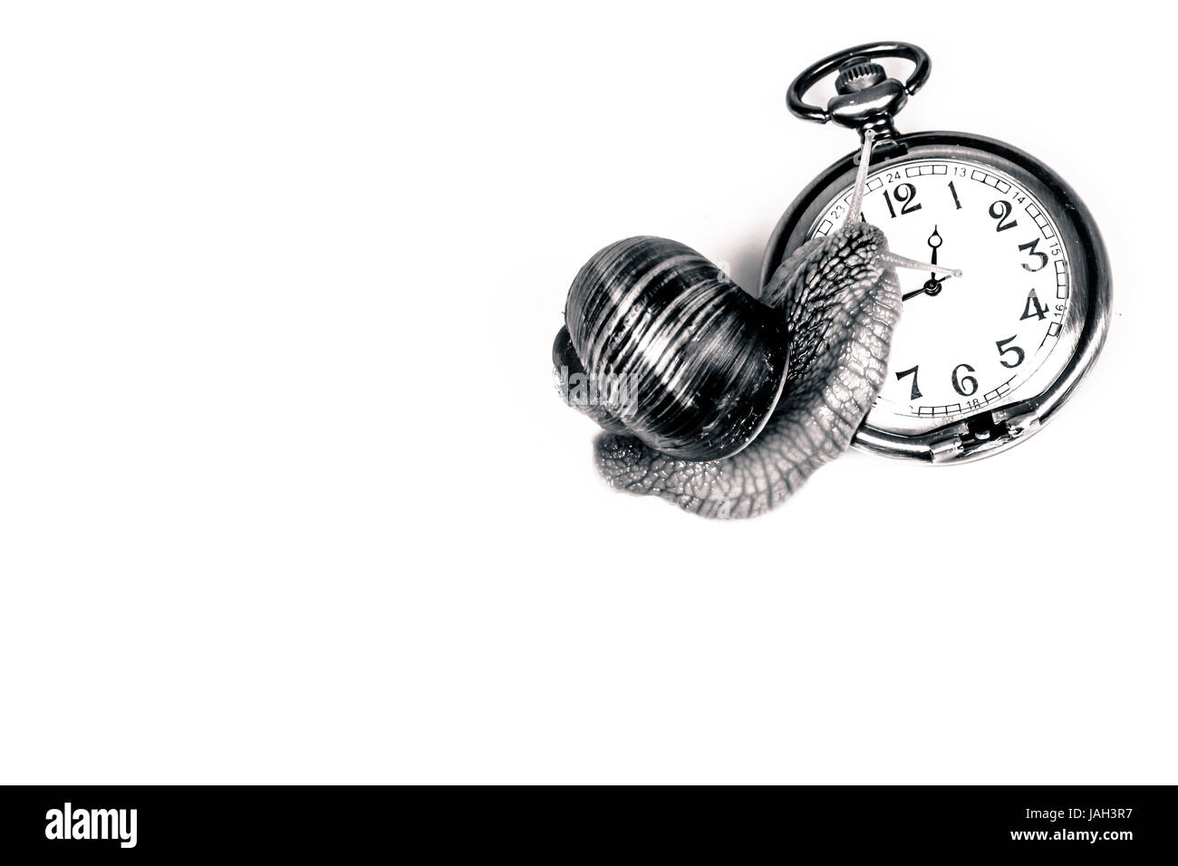 Photo en noir et blanc d'un escargot escalade l'horloge Banque D'Images