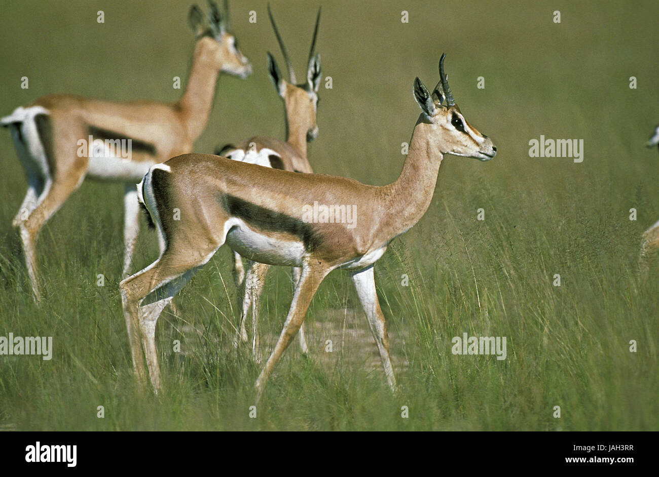 Gazelle de Grant,Nanger Gazella granti granti,au début,porte,Parc de Masai Mara, Kenya, Banque D'Images