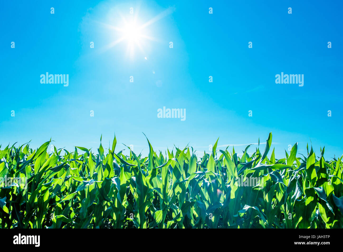 Un champ vert, avec du soleil et ciel bleu Banque D'Images