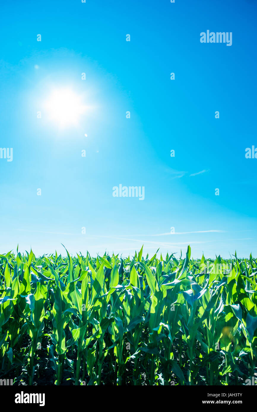 Un champ vert, avec du soleil et ciel bleu Banque D'Images