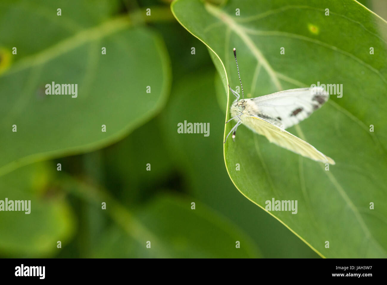 Papillon blanc reposant sur une feuille verte Banque D'Images