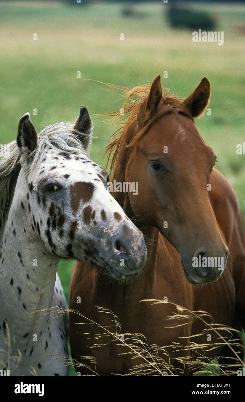 Cheval,Peinture,portrait animal adulte, Banque D'Images