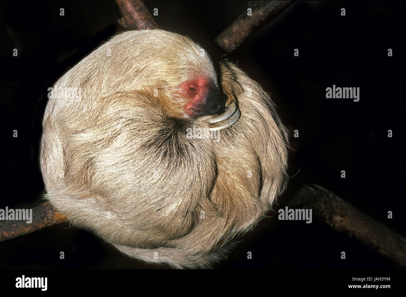 Weisskehl ou Ow paresseux Bradypus tridactylus,adultes,animal,le sommeil, Banque D'Images