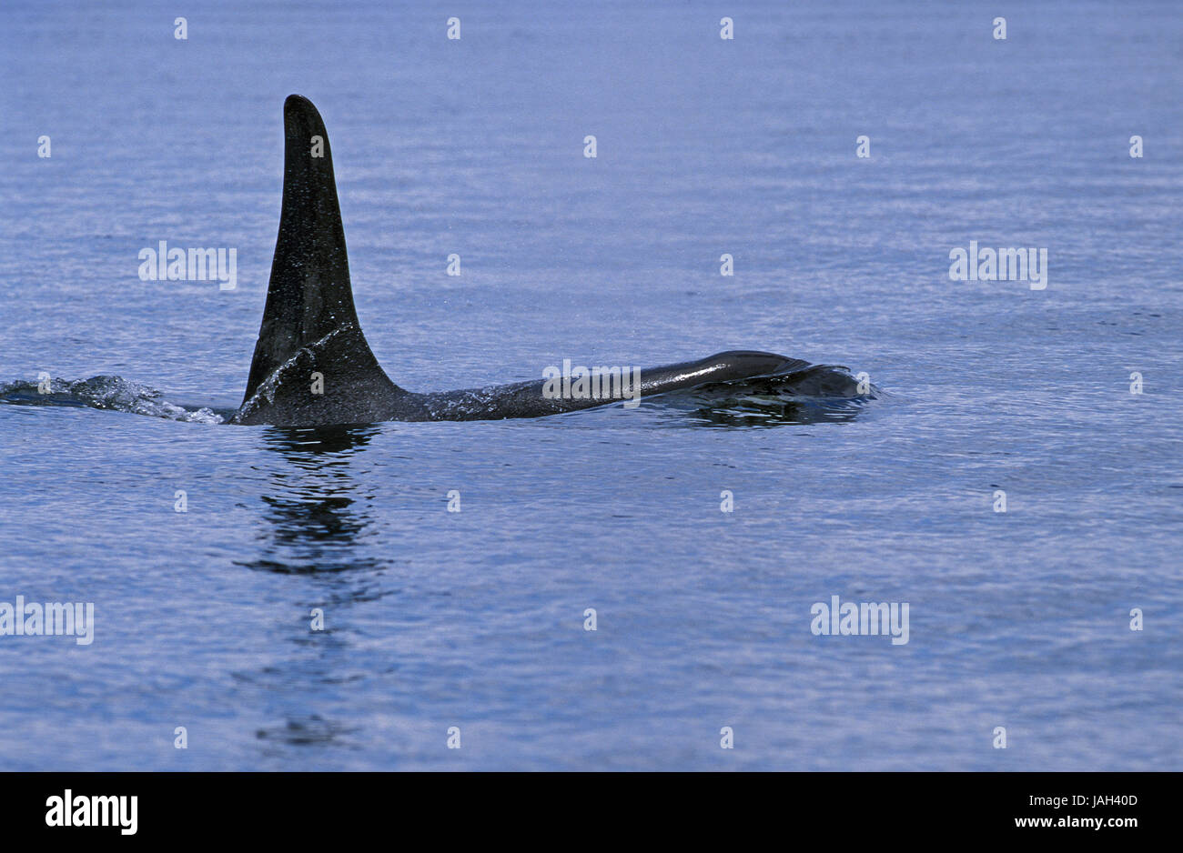 Grande,orque Orcinus orca, orque, baleine du meurtrier,FIN,dorsale animal adulte,Canada, Banque D'Images