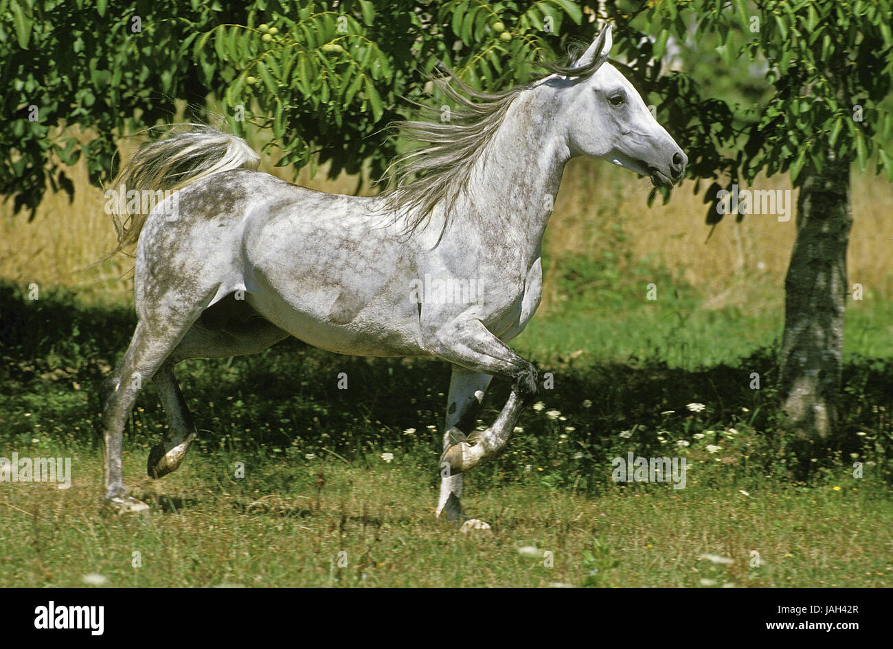 Les Arabes,animal adulte,trot,pâturage, Banque D'Images