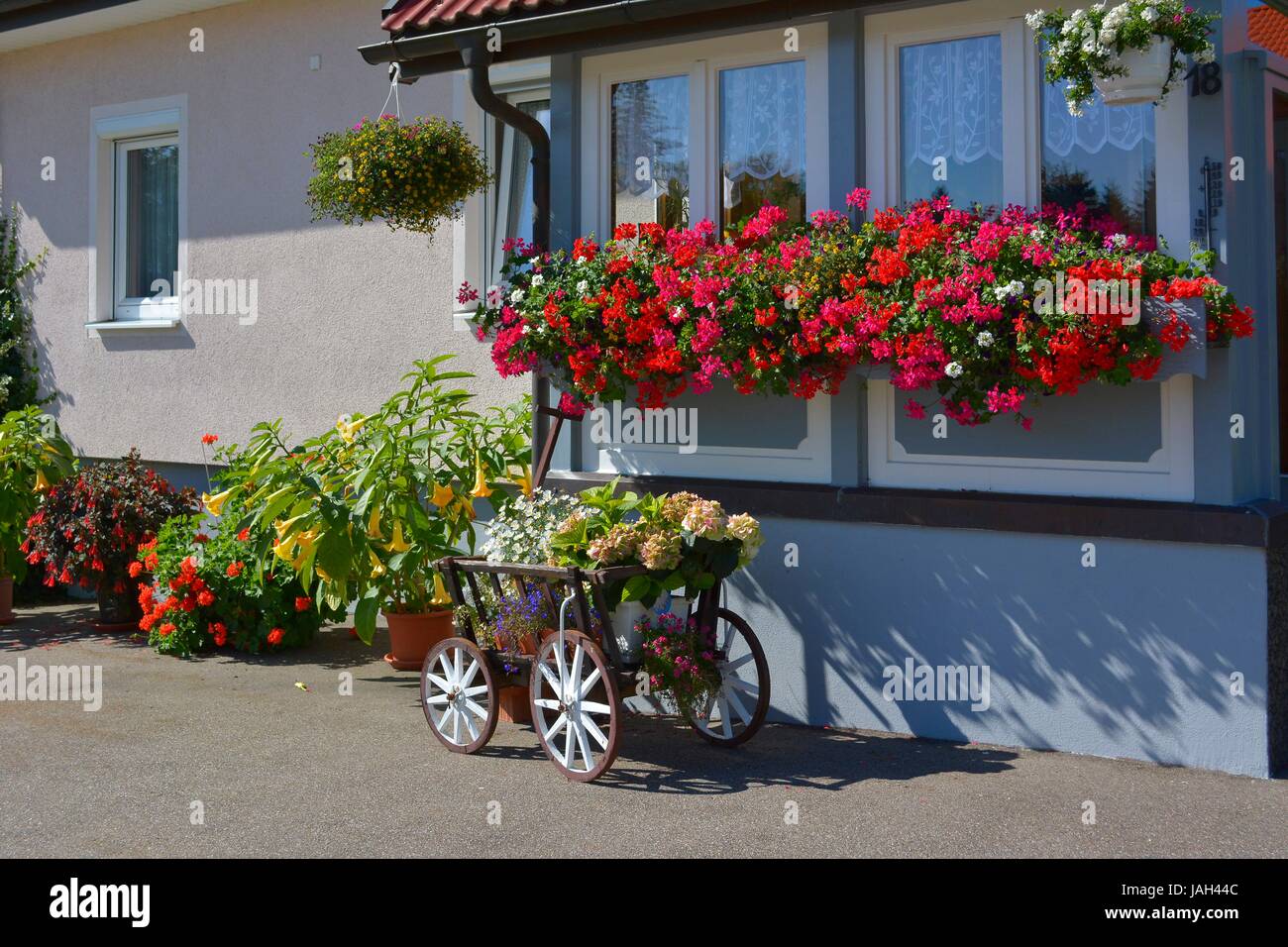 Schwarzwald, Sommerblumen vor dem Haus, Blumen im Leiterwagen, Kniebis, Banque D'Images